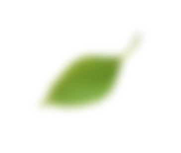 green leaf