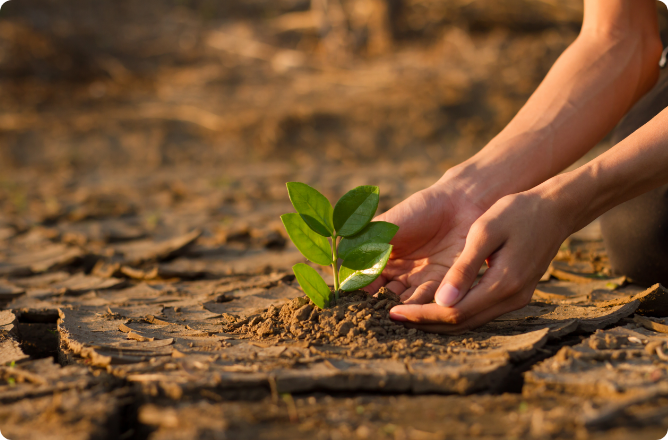 Tree Planting