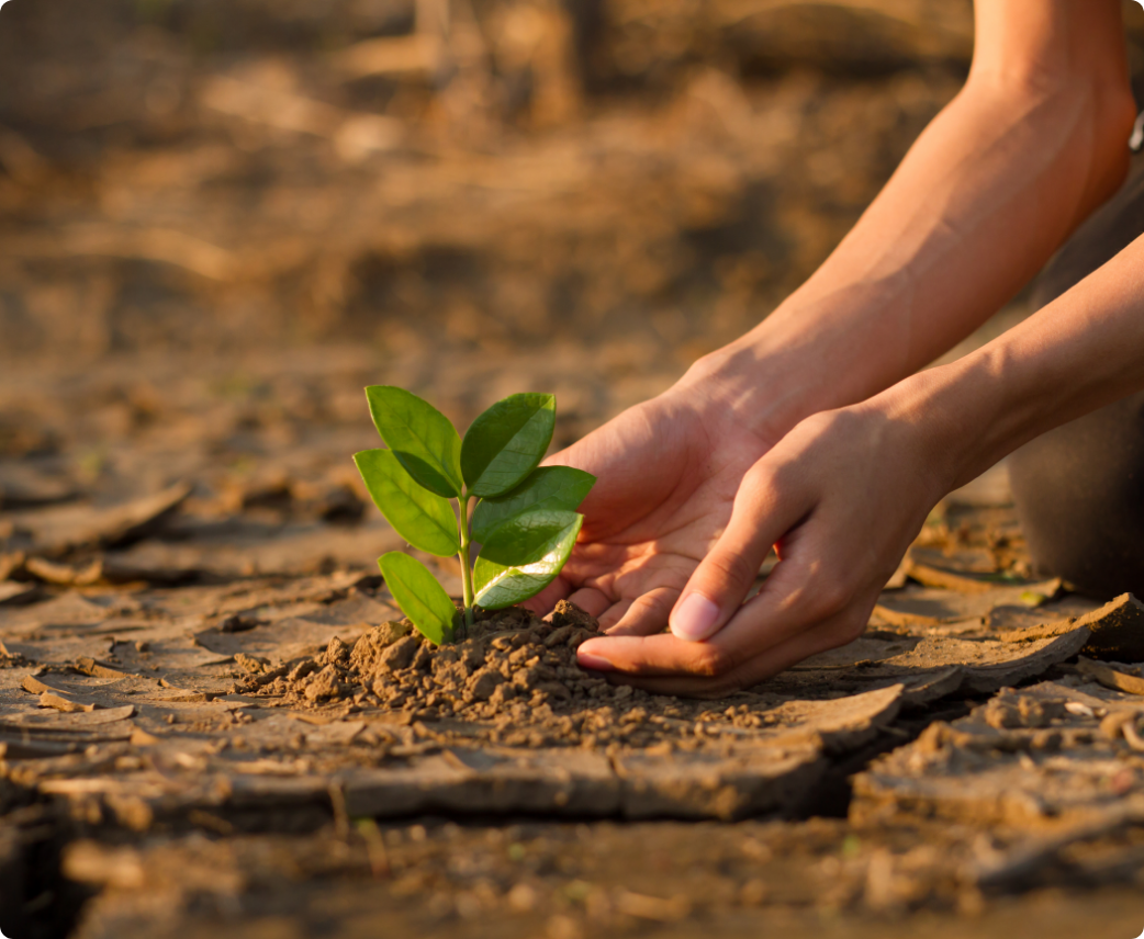 Tree Planting